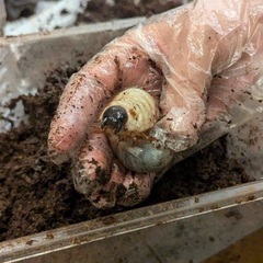 カブトムシの幼虫