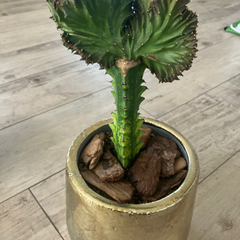 サボテン　観葉植物