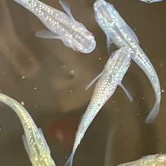 （GW）特企①　メダカ　シャンパンゴールドラメ　10匹の画像