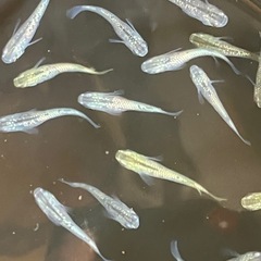 （GW）特企①　メダカ　シャンパンゴールドラメ　10匹の画像