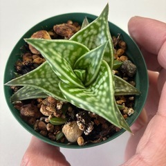 アロエ
の画像