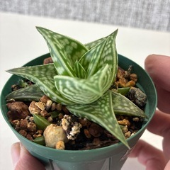 アロエ
の画像