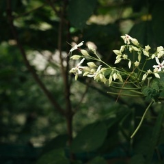 写真撮影のご依頼承ります。