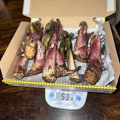 5/2朝採ってきたばかりのウド 新芽500g