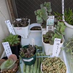 値下げしました。子持ち蓮華  多肉植物の画像