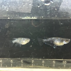 🐟ブルームーン　１ペアの画像