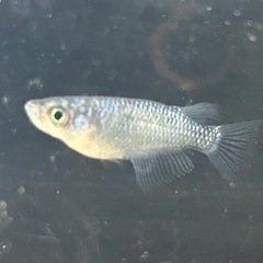 🐟ブルームーン　１ペアの画像