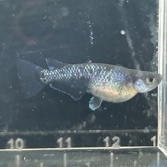 🐟ブルームーン　１ペアの画像