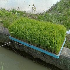 お米苗　きぬむすめ
