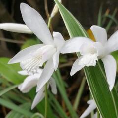 珍しい斑入りシロバナシラン　花苗　多年草　ご希望の方に何か花苗プ...