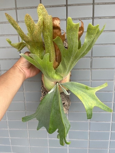 生活雑貨 Platycerium willinckii 2025_01
