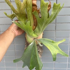 Platycerium willinckii 2025_01