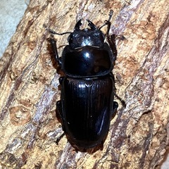 （成虫・メス単）国産オオクワガタ1頭（佐賀県産） ③
