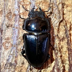 （成虫・メス単）国産オオクワガタ1頭（佐賀県産）④