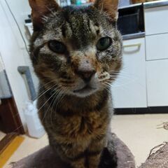 ★里親様✨募集致します★米丸くん推定9カ月※5/11(日)澄川シ...