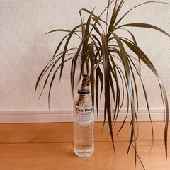 🪴観葉植物🪴【ドラセナコンシンネ】取りに来れる方