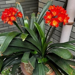 クンシラン属　