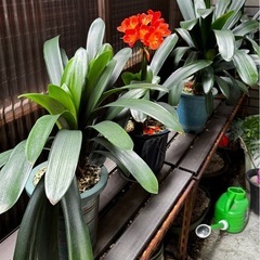 クンシラン　中　小 各種
