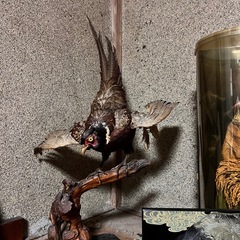 キジの剥製