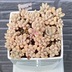 ランキングキーワードに紐づく投稿画像-多肉植物