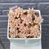 ランキングキーワードに紐づく投稿画像-多肉植物