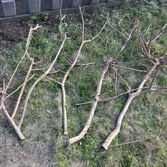 トキワマンサク生枝　乾燥させて薪や工作などに　
