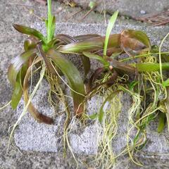 水草　ナガバオモダカ