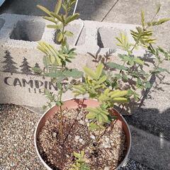 ミモザの苗