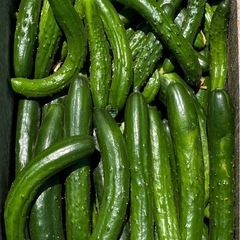 きゅうり 5キロ 5kg 農家直送 新鮮野菜 キュウリ 胡瓜 宮崎県産