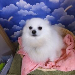 ポメラニアン引退犬女の子