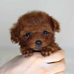 犬 用品 ティーカッププードル 用品