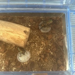 にじいろクワガタ　オス、メス2匹
