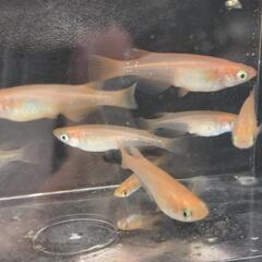 メダカ◯コスモス◯めだか