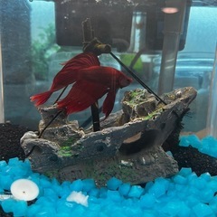 熱帯魚飼育セットの画像