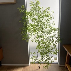 生花！ドウダンツツジ 枝物　122cm　　