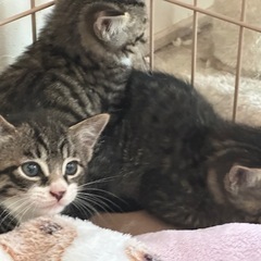里親募集❗️1ヶ月半の子猫ちゃん　