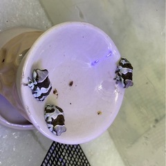 ミルキーフロッグ ベビー