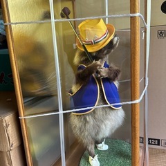 ゴルフしてるたぬきの置物の画像