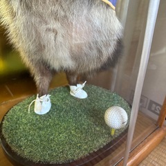 ゴルフしてるたぬきの置物の画像