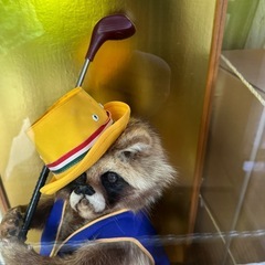 ゴルフしてるたぬきの置物の画像