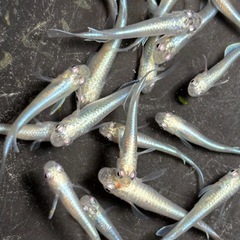 サンセット極龍メダカ　めだか　幼魚→若魚　７匹５００円