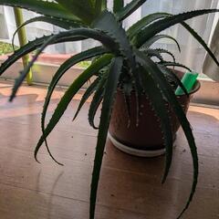 アロエの鉢植え