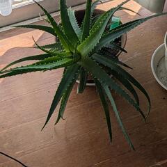アロエの鉢植えの画像