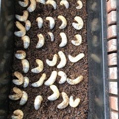 カブトムシの幼虫　無料で差し上げます④