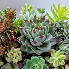 多肉植物🌱センペルビウムの寄せ植え