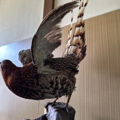 キジ剥製の画像