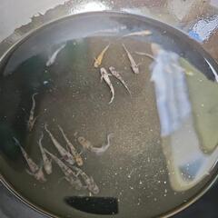 メダカ　和墨スワロー3色タイプ