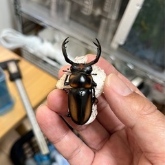 スペキオススシカクワガタ③ 爆産セット（♂♀♀♀）