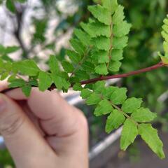 木の芽 山椒の葉 新芽 20枚