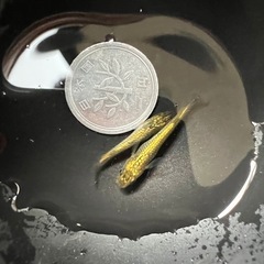 🐟青サブ